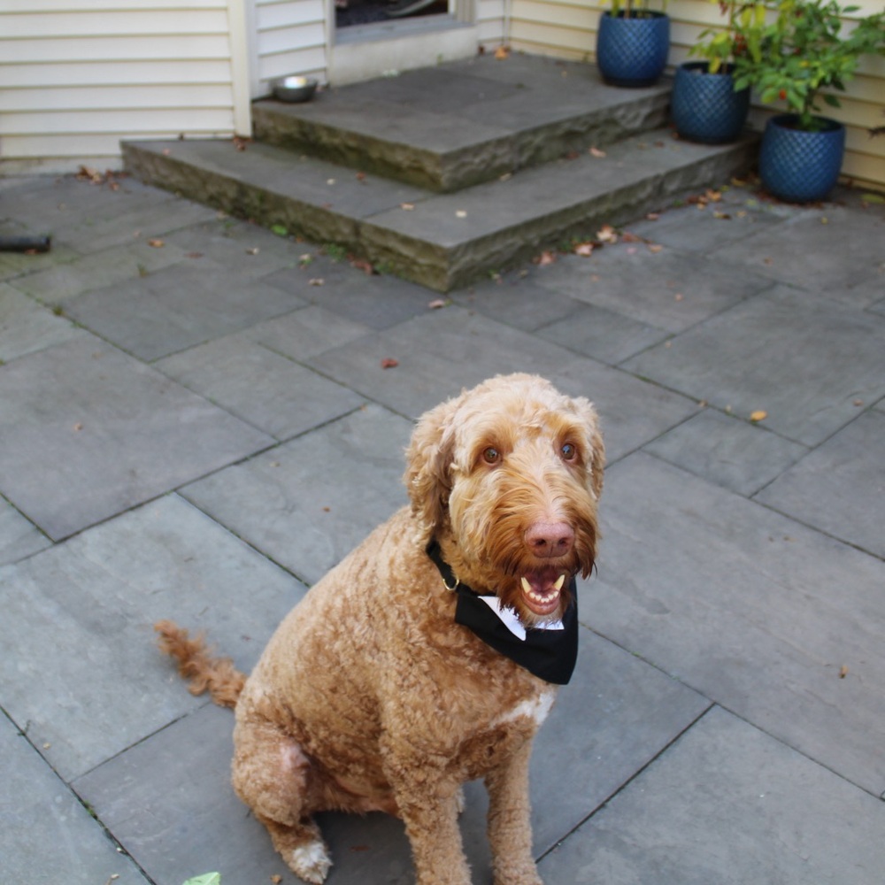 Dog Bandana